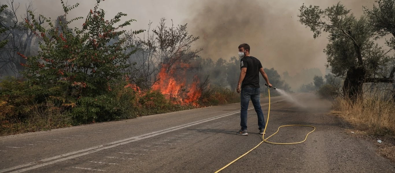 Σε απόγνωση οι ρητινοκαλλιεργητές της Εύβοιας: «Για εμάς τελείωσε οριστικά η δουλειά μας»